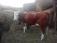 گاو ماده, هرفورد — عکس 2