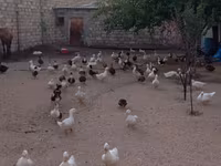 Ducks — عکس 4