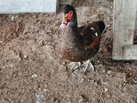 Ducks — φωτογραφία 5