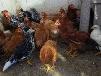 Chickens — 照片 1