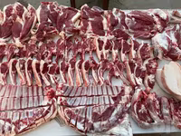قوچ, گوسفند — عکس 2