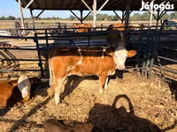 İnek, Simmental cattle — foto 5
