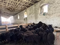 نعجة, Romanov sheep — الصورة 3