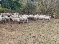 میش, Baerchuke sheep — عکس 3