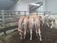 Lembu betina, Blonde d’Aquitane cattle — foto 1