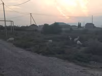 بز ماده, بز — عکس 4
