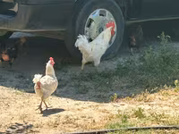 Turkeys — акс 5