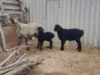 میش, Arashan sheep — عکس 6