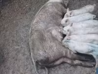 Էգ խոզ, Խոզեր — լուսանկար 3