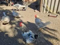 Chickens — 照片 4
