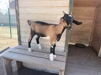 ወንድ ፍየል, Goats — ፎቶ 3