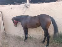 گھوڑا, Thoroughbred horse — تصویر 5