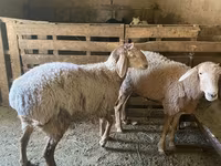 Montone, Rhon sheep — foto 3