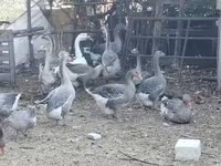 Geese — foto 1