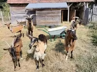 Kambing betina, Goats — foto 5