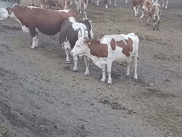 Ko, Simmental cattle
