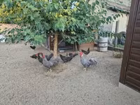 Chickens — foto 2