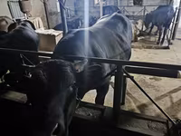 گاو نر, آبرادین-آنگوس — عکس 2