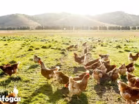 Chickens — foto 7