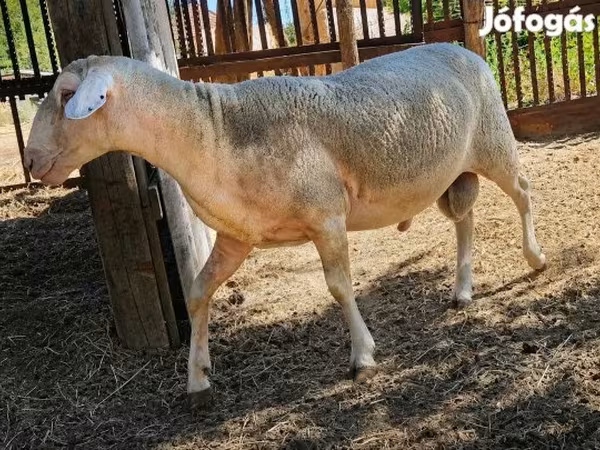 Domba jantan, Sheep