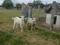 قوچ, Merino sheep — عکس 1