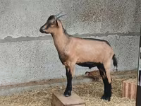بز نر, Alpine goat — عکس 3