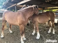 Hingst, Heste — foto 1