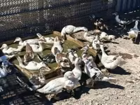 Ducks — foto 8