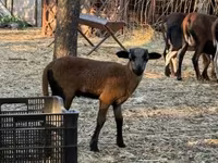 Kambing jantan, Cameroon sheep — foto 4
