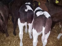 گاو نر, Simmental cattle — عکس 5