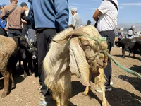 Ziegenbock, Damask goat — Foto 1