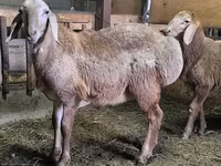 แกะตัวผู้, Arashan sheep — รูปภาพ 2