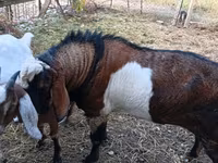 Ямааны ухна, Nubian Goat — 5 зураг
