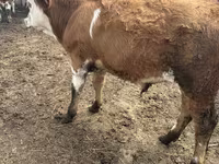 ወንድ በሬ, Simmental cattle — ፎቶ 4