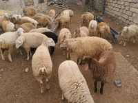 ভেড়ার পাঁঠা, ভেড়া — ছবি 1