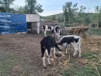 گاو نر, Russian Black pied cattle — عکس 1