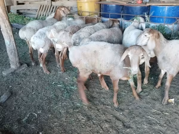 Овен, Rhon sheep