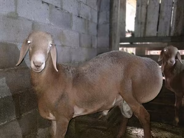 Carneiro, Arashan sheep