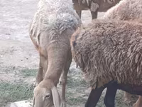 Pecora, Arashan sheep — foto 3