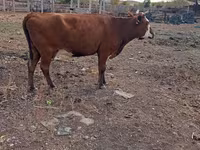 Sapi, Latvian Blue cattle — foto 1