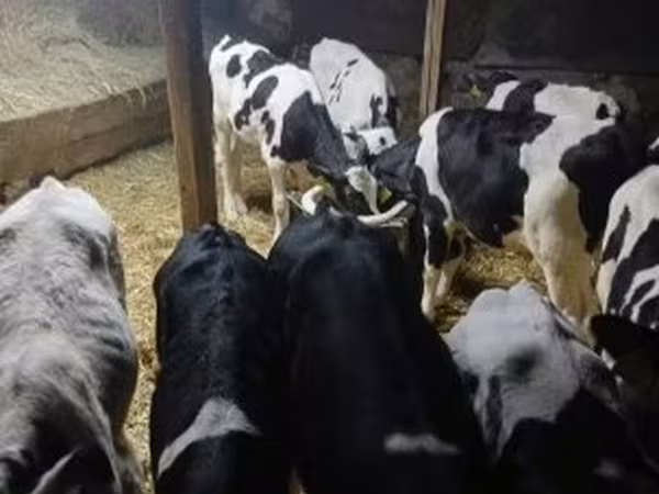 Bou, Russian Black pied cattle
