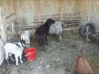 ভেড়ার পাঁঠা, ভেড়া — ছবি 1