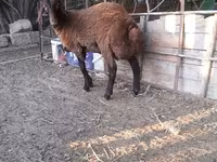 میش, Blackheaded Persian sheep — عکس 4
