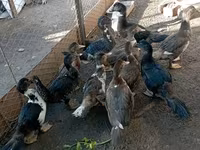مسکوی خانگی — عکس 1
