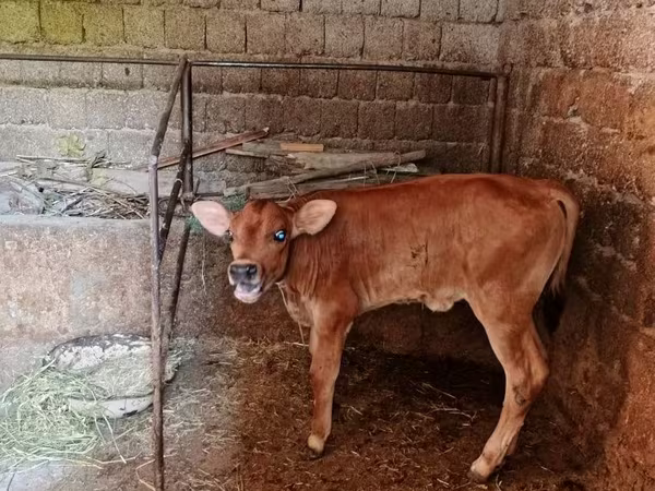Toro, Swiss cattle