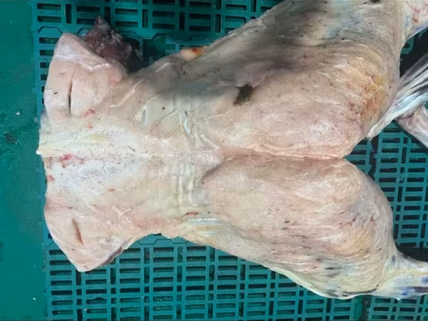 Оптовый мясной рынок Чуйгун Мясо конина Жылкы эти, устукан/часть