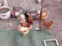 Chickens — φωτογραφία 2