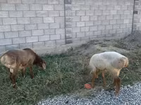 Kambing jantan, Rhon sheep — foto 2