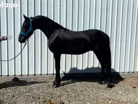 Hengst, Friesian — Foto 6