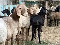 میش, Arashan sheep — عکس 2